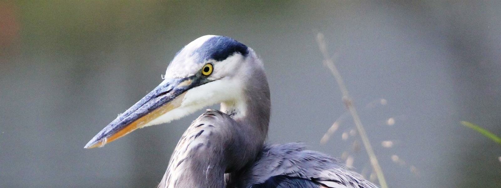 Birdy_Banner